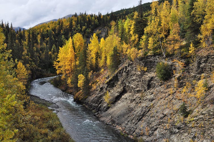 A river runs through a forest of yellow broadleaf trees with spruce mixed in.
