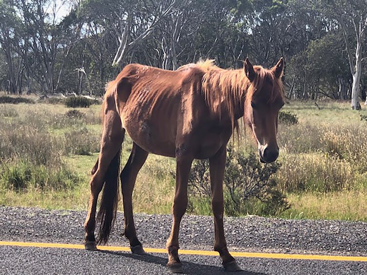 A starving horse on the side of the road