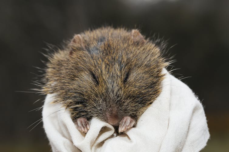 A broad-toothed rat in a white cloth