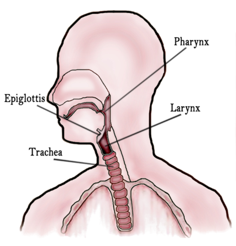 A diagram of the throat