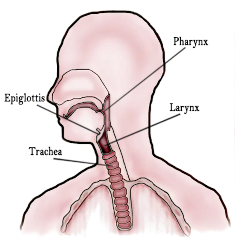 A diagram of the throat
