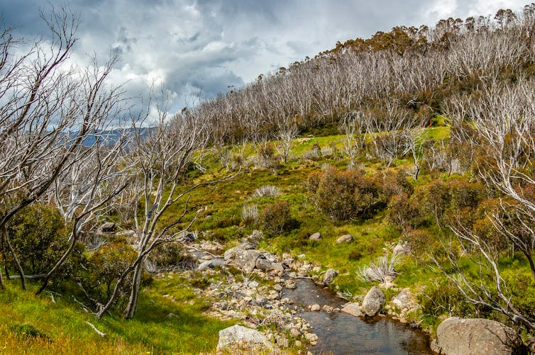 Regenerating plants and burnt trees in fire-damaged alpine region