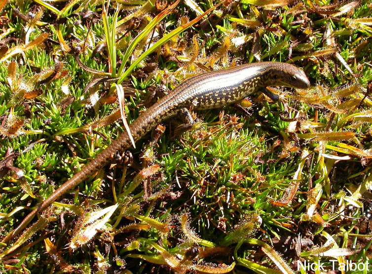 Alpine water skink