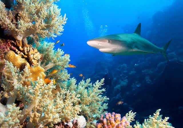 Seekor hiu berenang dekat terumbu karang