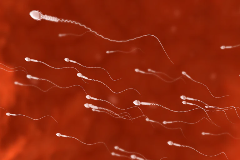 Several sperm cells swimming against red background