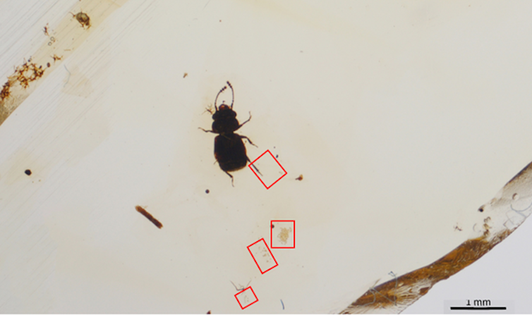 Tiny beetle fossil reveals how bugs greeted Earth’s earliest flowers