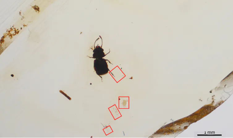 A beetle preserved in amber