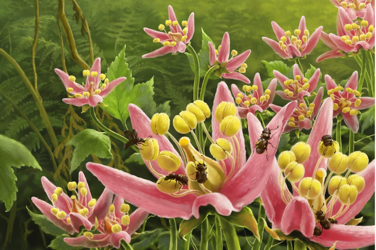 An illustration of beetles feeding on flowers