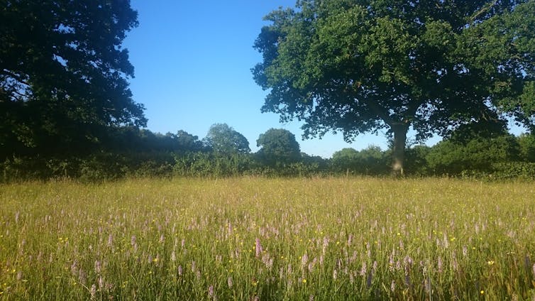 Long grass and wildflowers beneath blue sky and tree.