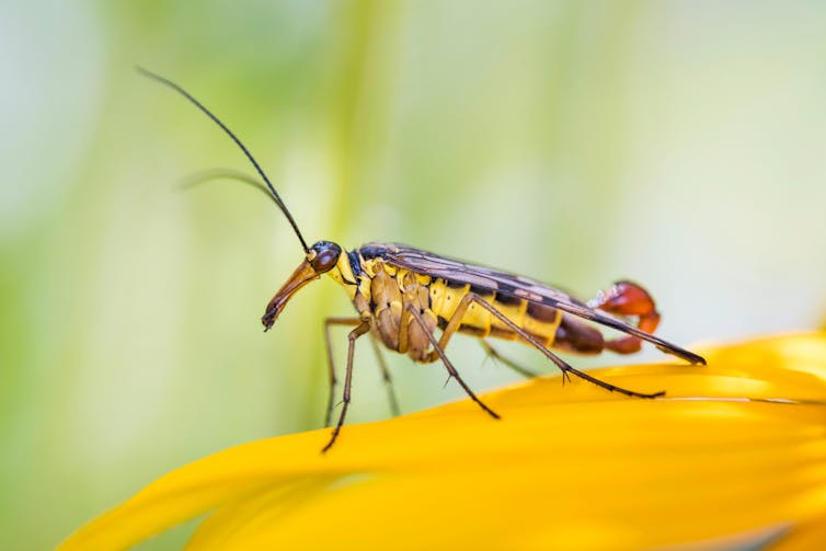 A yellow-bellied insect with wings and a scorpion's tail