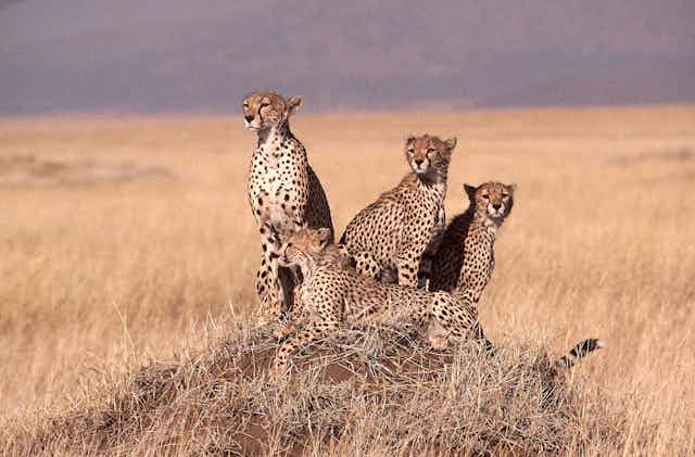 Four cheetahs huddle on a savanna plain.