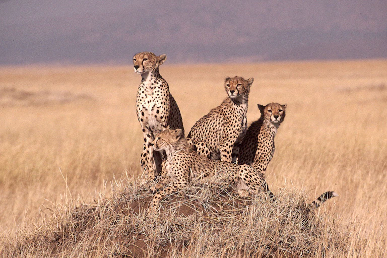Four cheetahs huddle on a savanna plain.
