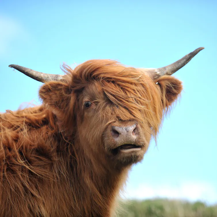 A shaggy cow in a field