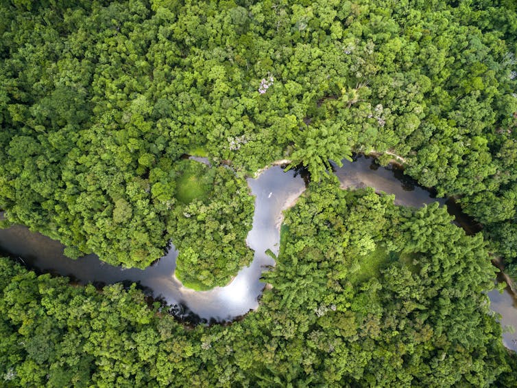 An aerial view of the Amazon forest and river.
