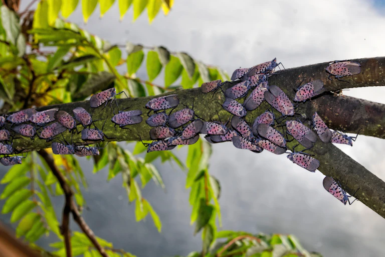 A spotted Lanternfly infestation in Pennsylvania