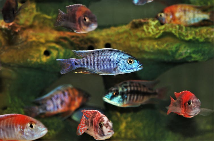 cichlid fish