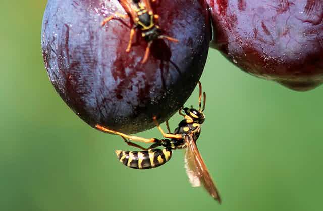 Wasps crawl over plums on the tree.