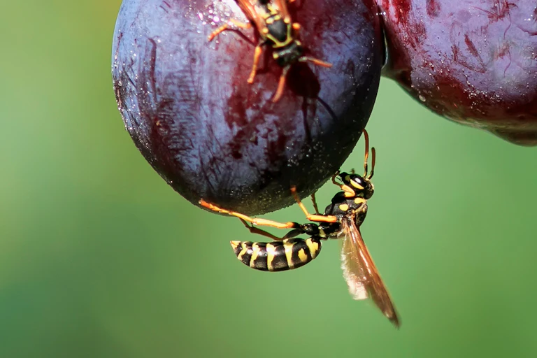 Wasps crawl over plums on the tree.