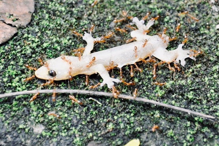 Yellow crazy ants attacking a gecko