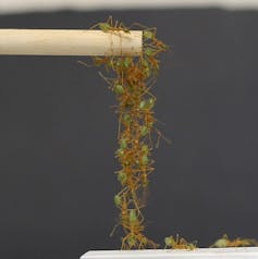 Bridges, highways, scaffolds: how the amazing engineering of army ants can make us smarter creators