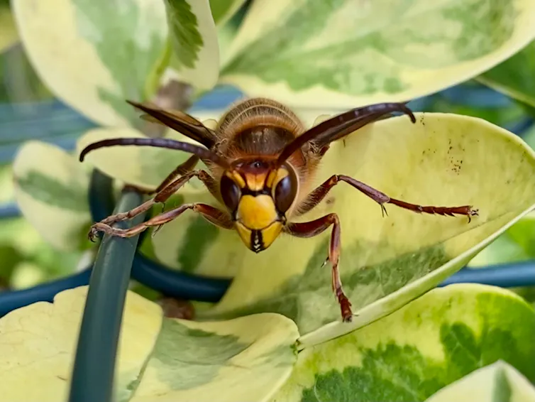 View of hornet face on.