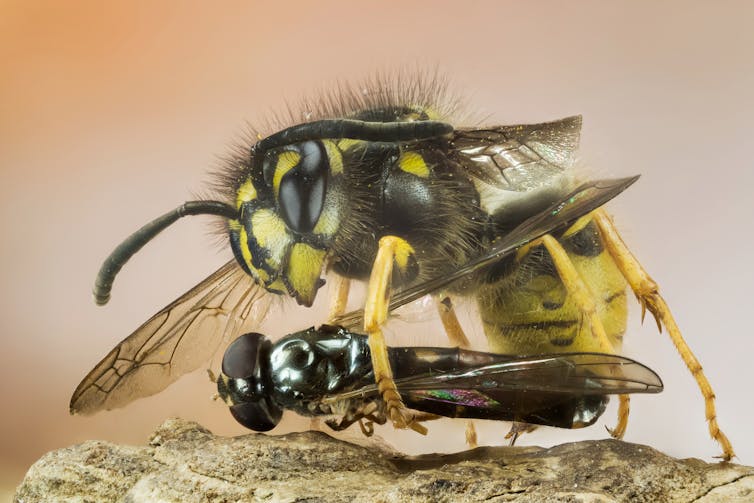 Picture of a wasp holding a fly.