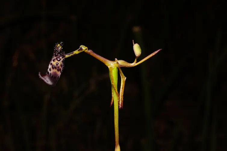 Orchid on a black background.