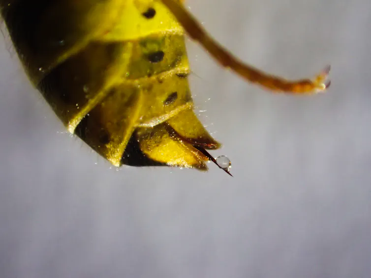Close up of wasp stinger with droplet of venom.