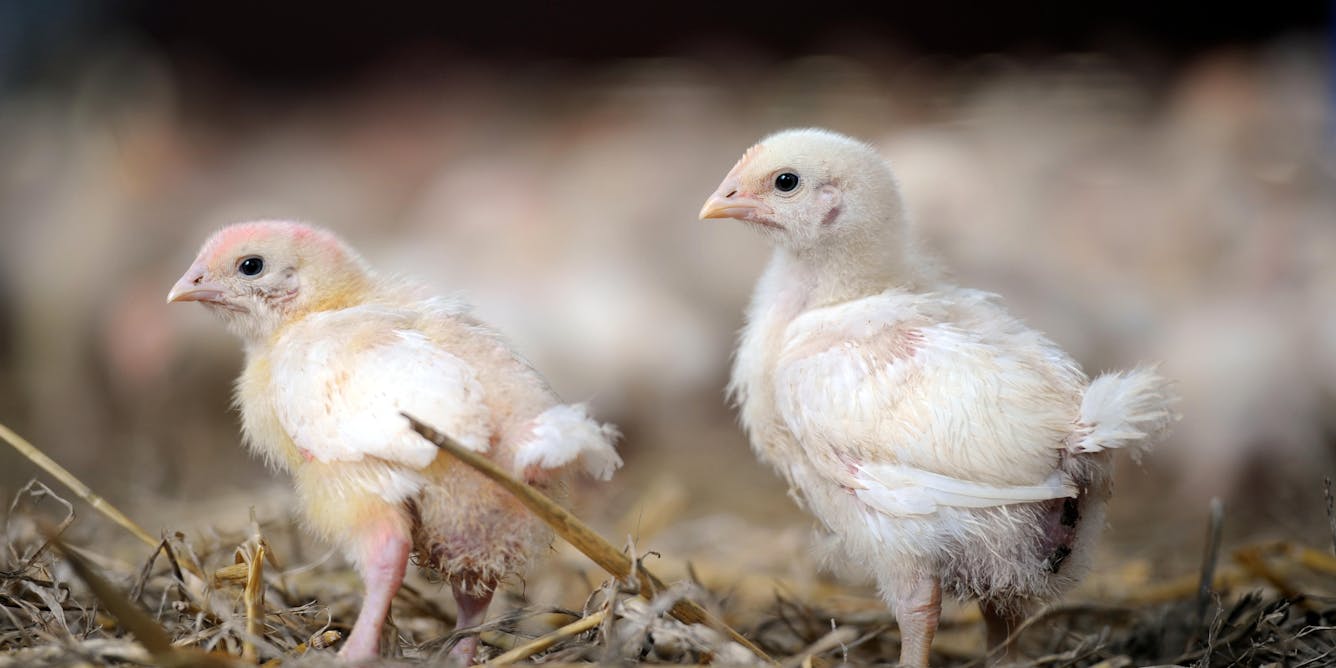 Revealed: True Cost Of Britain'S Addiction To Factory-Farmed Chicken