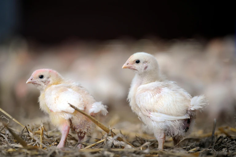 Two white chicks on straw.