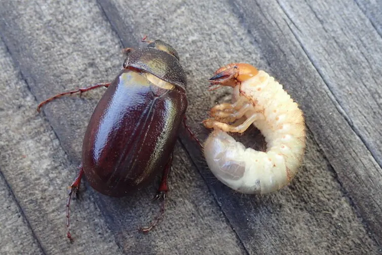 An adult and larval june bug pictured totgether