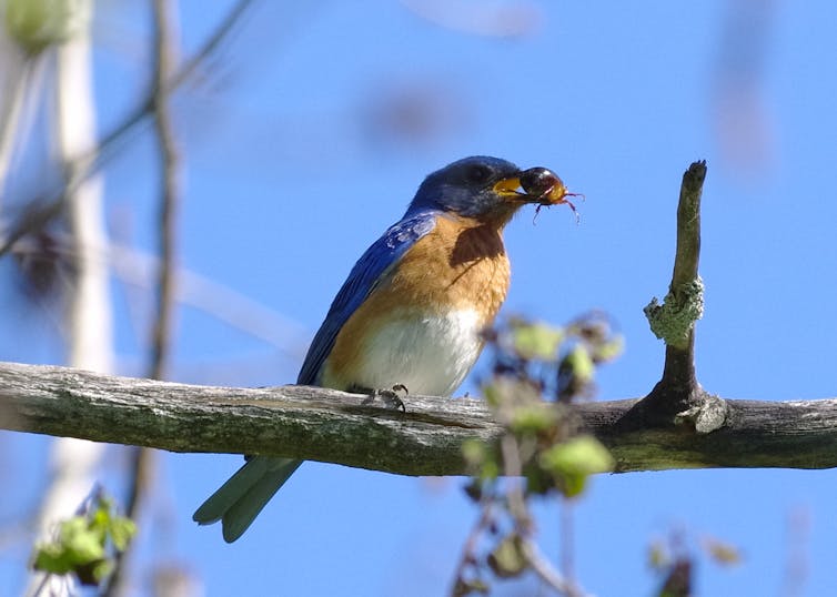 Bluebird eating June bug
