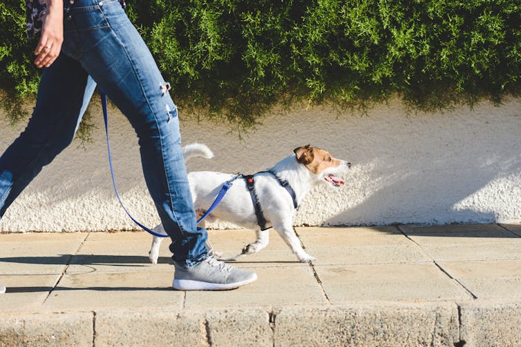 A man walking a dog