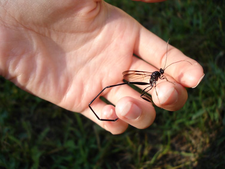 Large wasp with a long, curled, abdomen