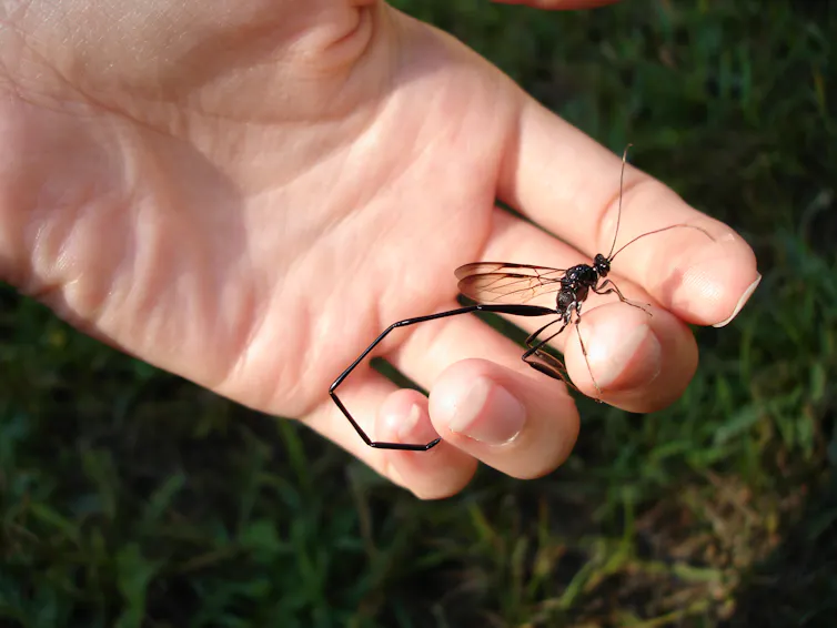 Large wasp with a long, curled, abdomen