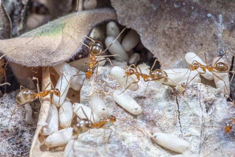 Five yellow crazy ants, four of which have large abdomens