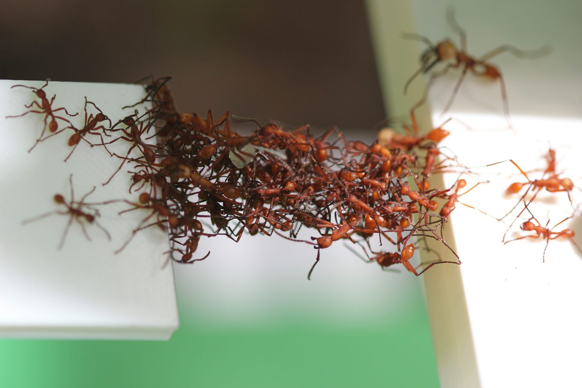 how the amazing engineering of army ants can make us smarter creators