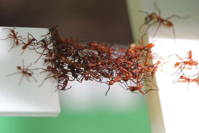 Army ants bridging a gap