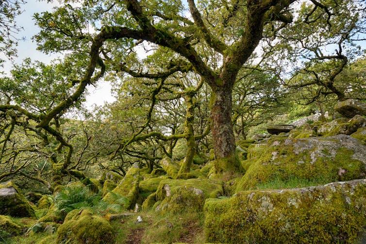 Gnarled oak trees grow out of mossy boulders.
