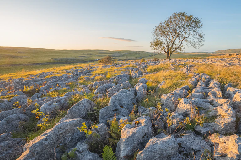 A lone ash tree stands amid a field filled with limestone.