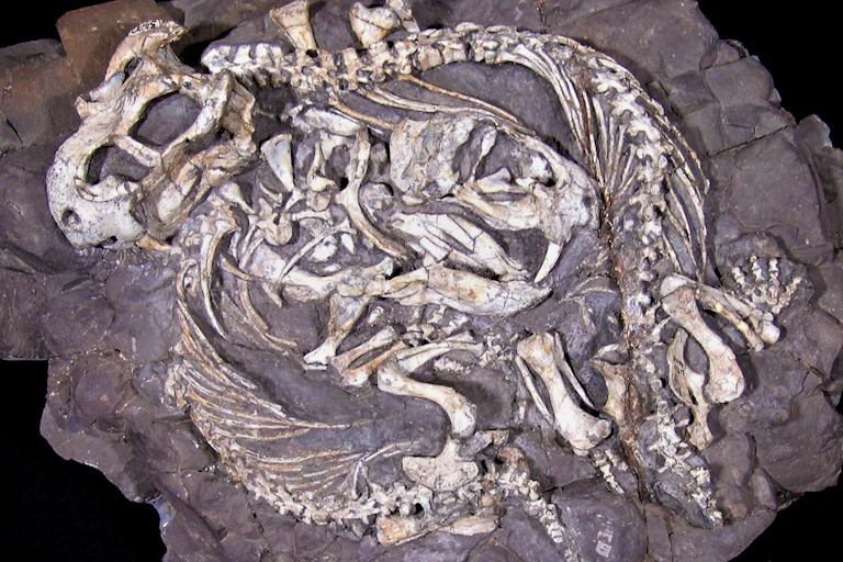 Animal bones lie curled up against dark grey rock or stone.