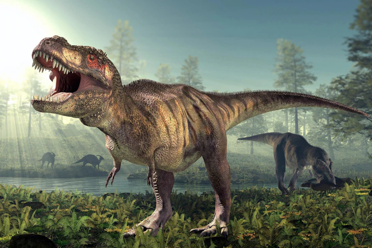 An artists rendering of two T. rex with one eating another dinosaur.