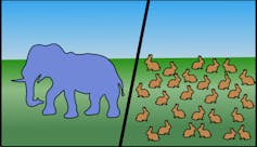 A drawing of one elephant on the left next to dozens of rabbits on the right.