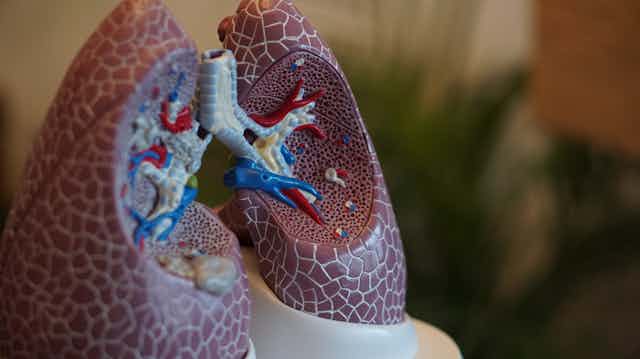 Modèle anatomique de poumons