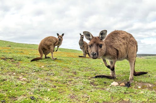A US ban on kangaroo leather would be an animal welfare disaster – and a missed farming opportunity