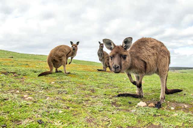 Three kangaroos in field