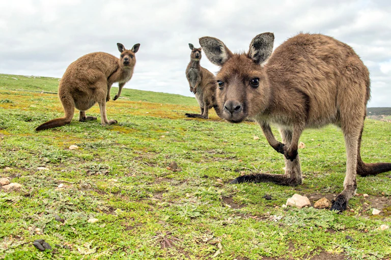 Three kangaroos in field