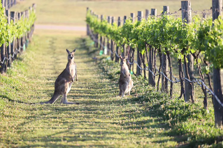 Kangaroos in vineyard