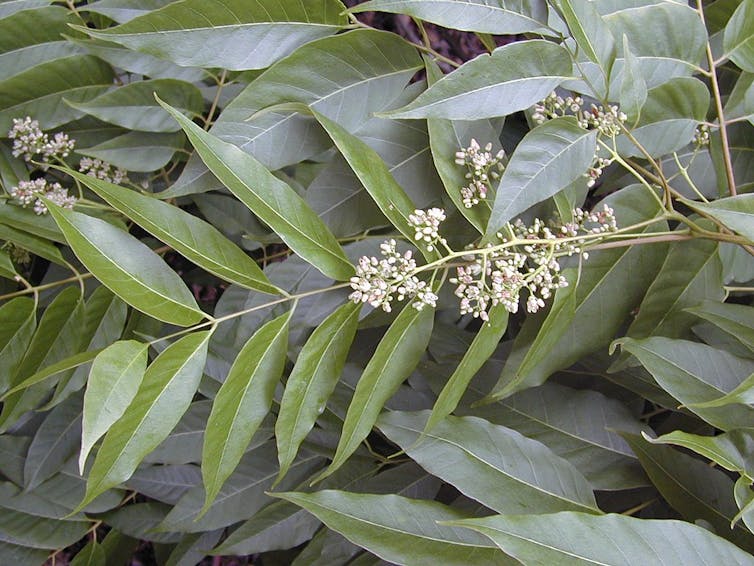 White flowers against the leaves of red cedar