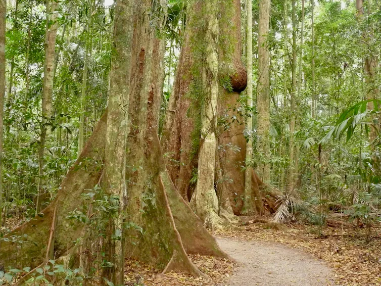 Two red cedars in a rainforest